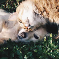 Animales y Mascotas